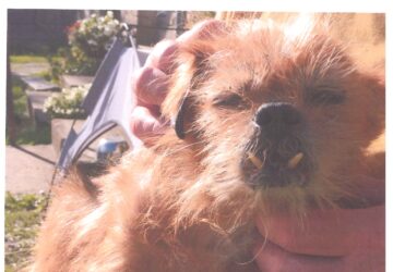 Image chien perdu mâle à Cléguérec « Kiki »le 14/09/2025- merci d’appeler le 07 45 12 91 63 si vous le trouvez, il porte un manteau couleur camouflage.